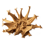 Devil's Claw extract for inflammation
